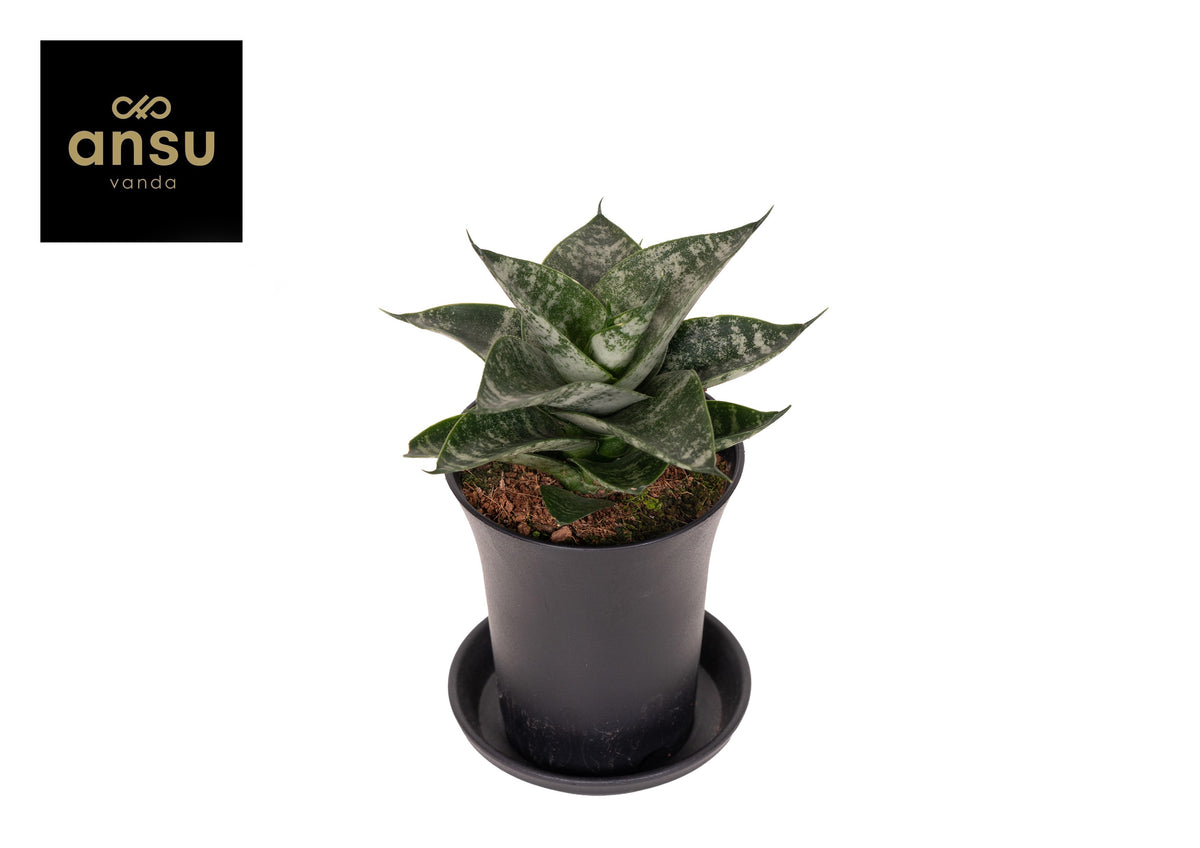 Sansevieria 12cm 7.5cm Pot
