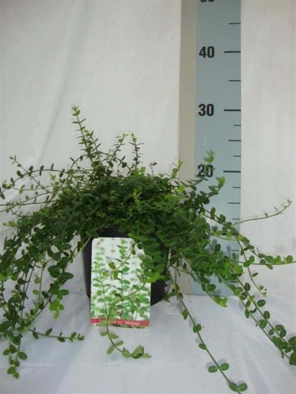 Roessel Tuinpl. VOF, B. v. Euonymus Minimus Pack of 6