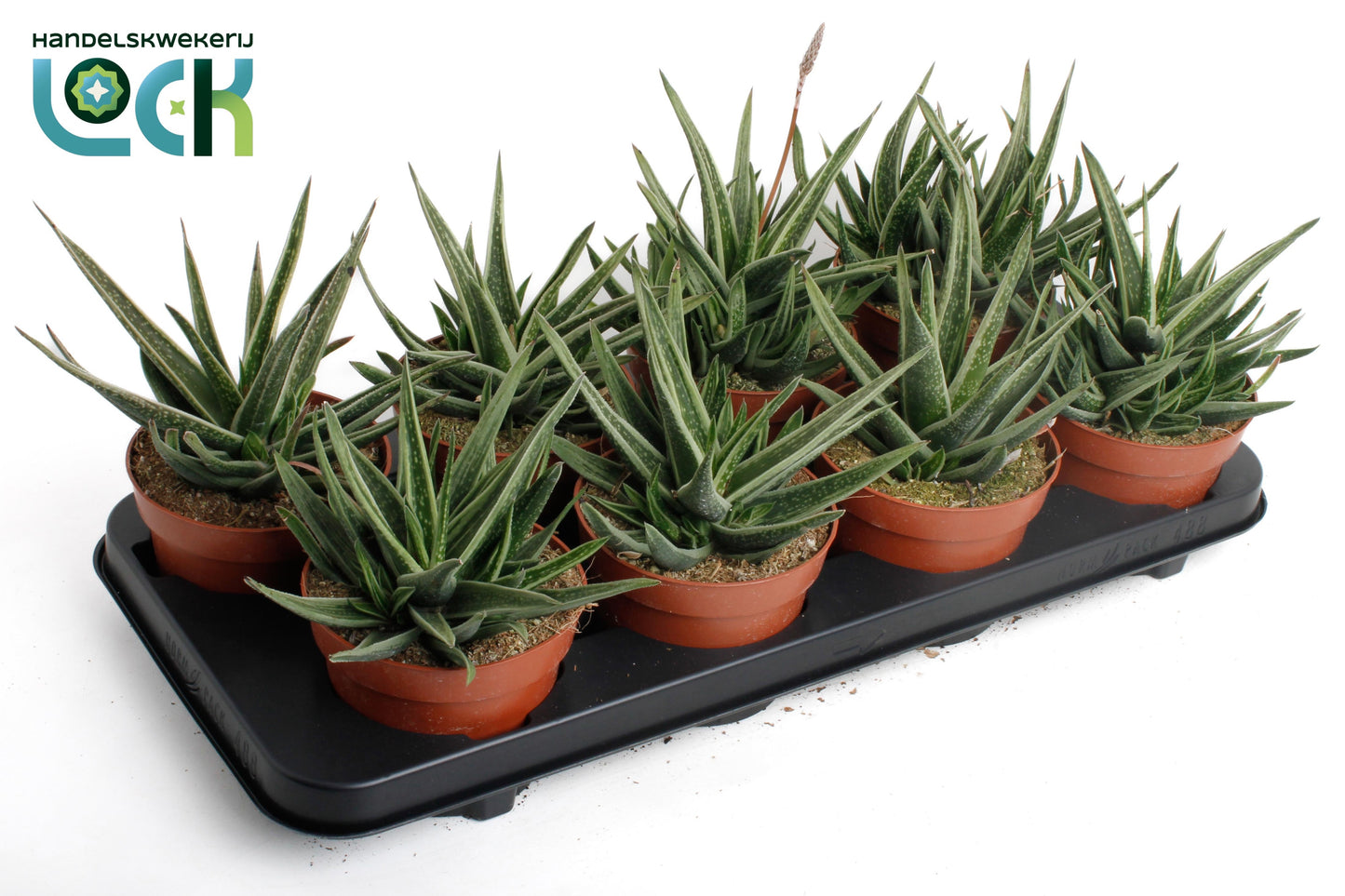 Gasteria 15cm 12cm Pot