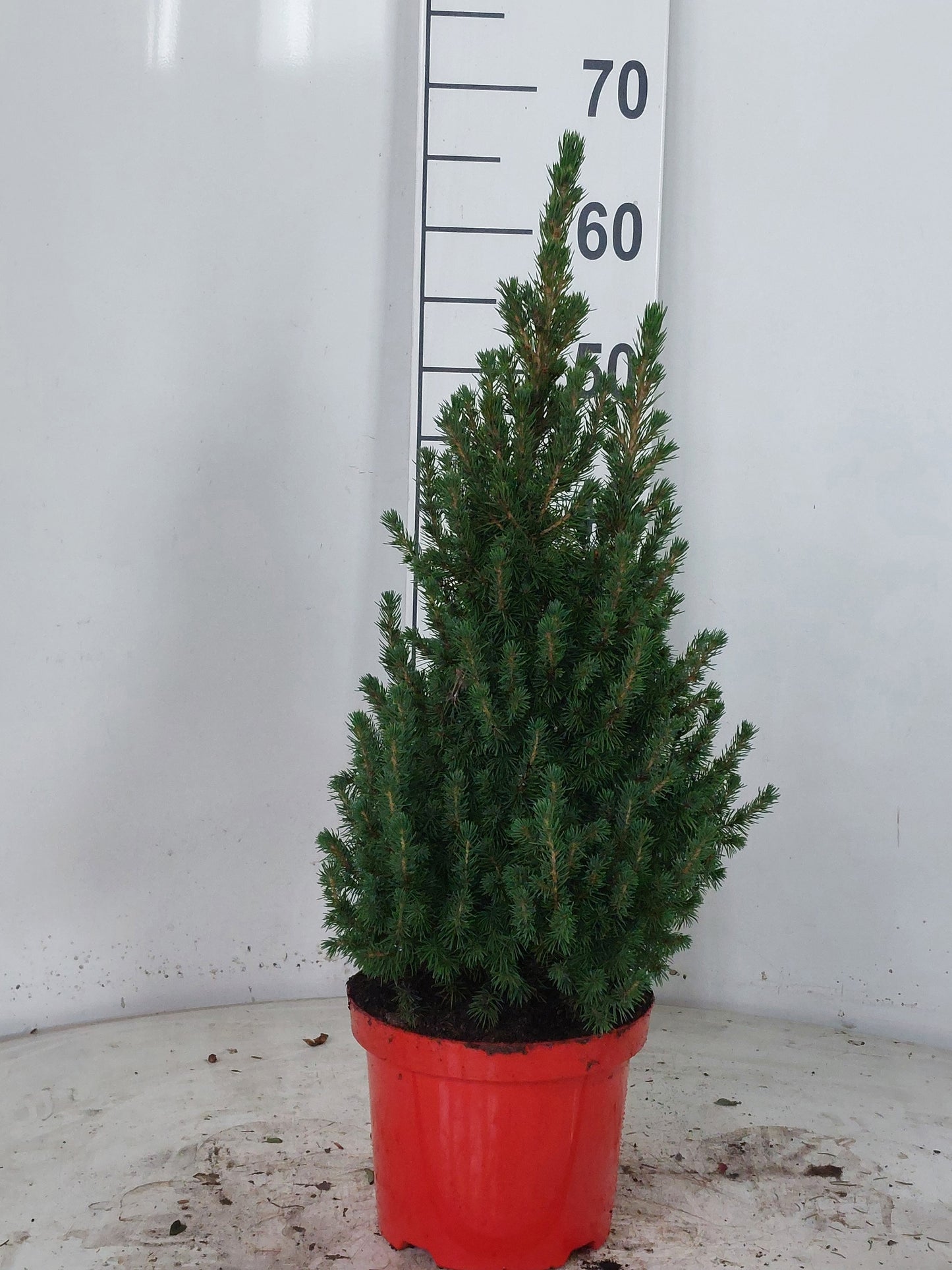 Picea glauca Perfecta 65cm 19cm Pot