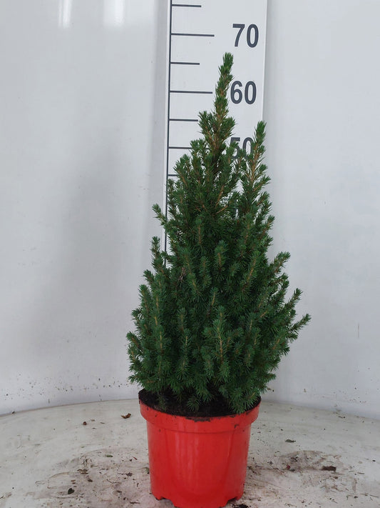 Picea glauca Perfecta 65cm 19cm Pot