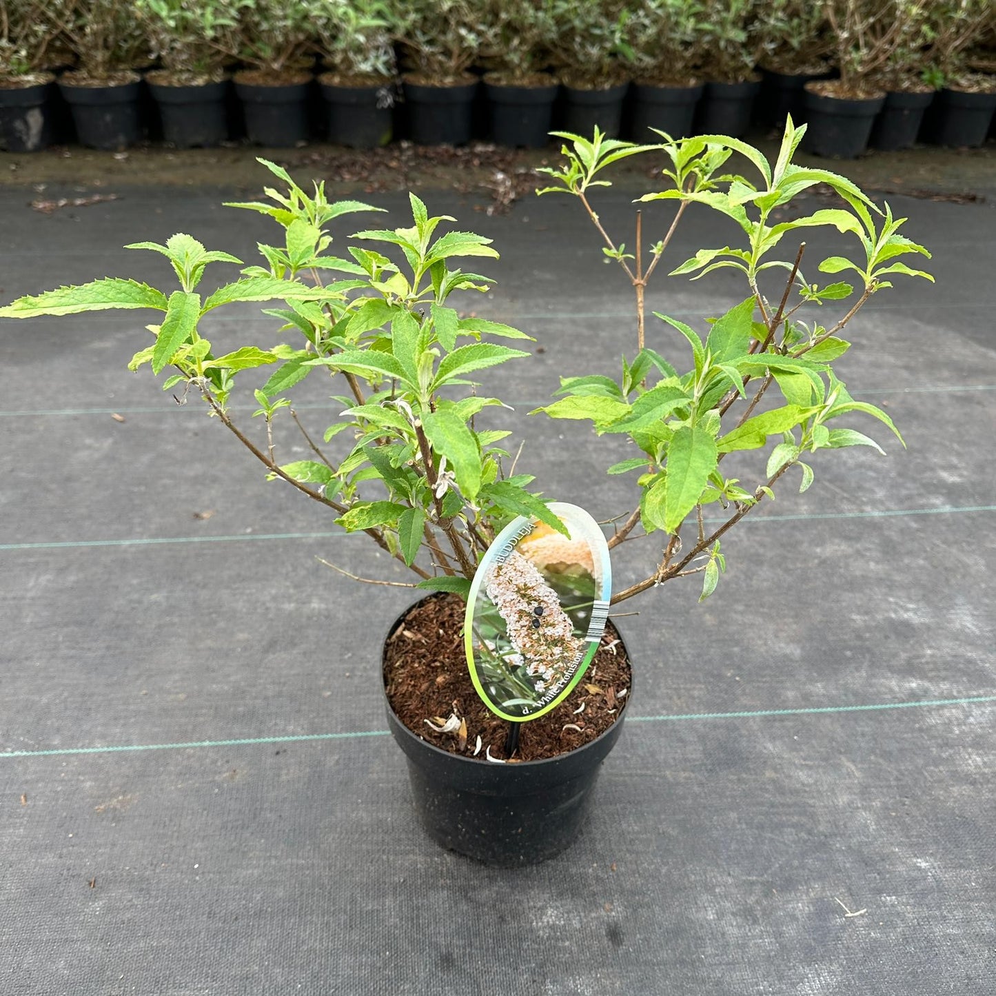 Buddleja davidii White Profusion 30cm 17cm Pot