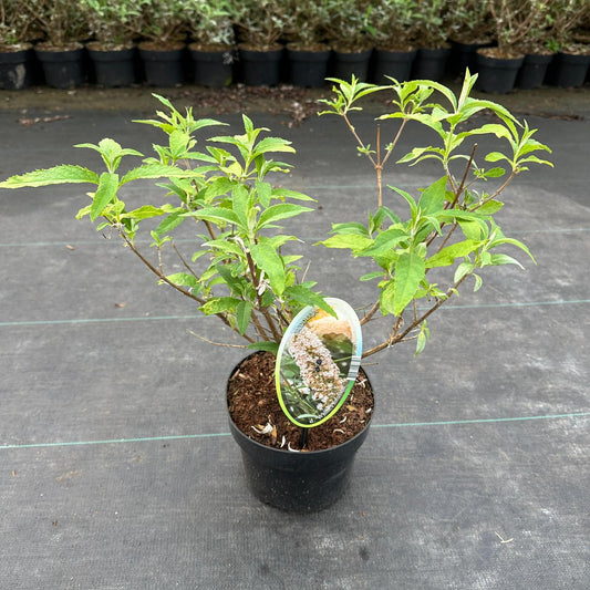Buddleja davidii White Profusion 30cm 17cm Pot
