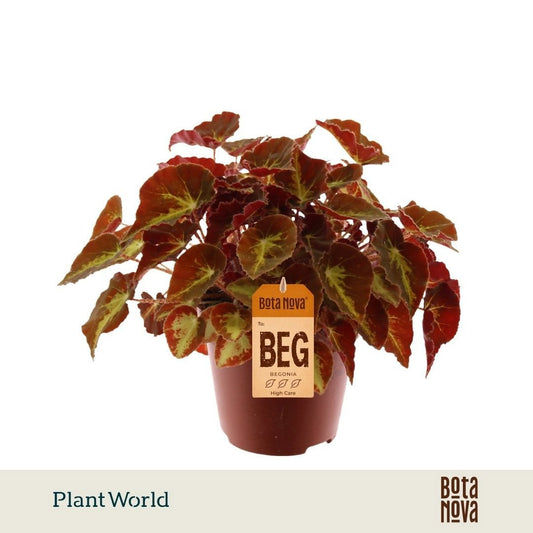 Begonia Magic Colours Montuno 25cm 12cm Pot
