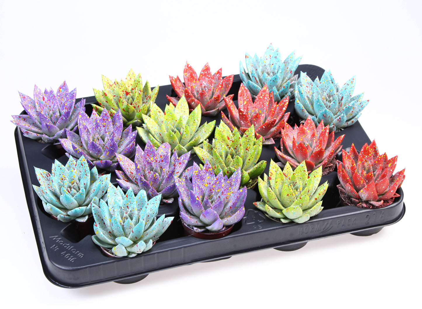 Euro Cactus Holland Bv Rainbow sprinkle mix Pack of 16