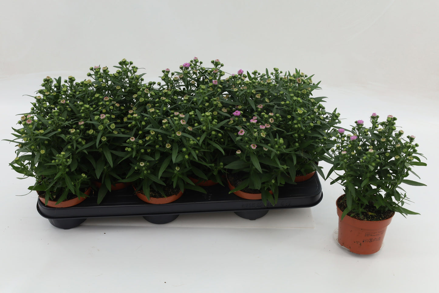 Aster nb. Starletta Pink 20cm 10.5cm Pot