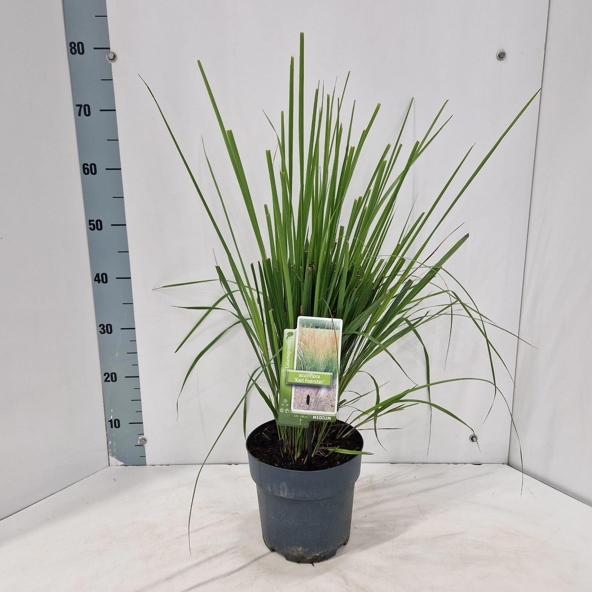 Calamagrostis Karl Foerster 70cm 19cm Pot