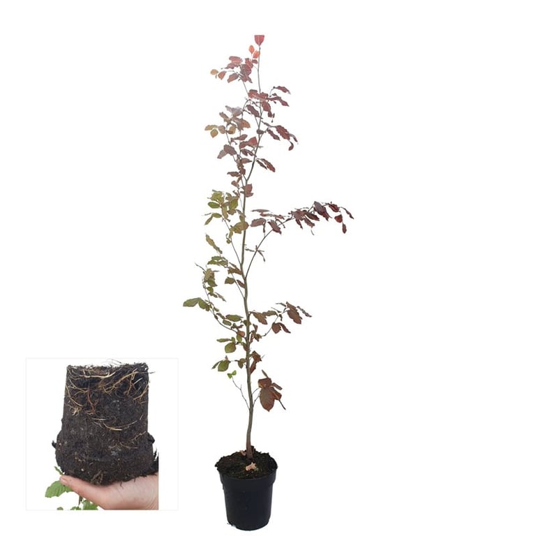 Fagus Atropunicea 90cm 17cm Pot