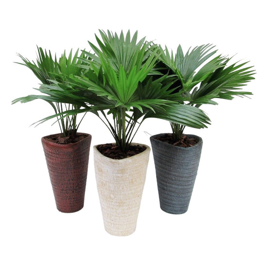 Livistona rotundifolia 45cm 16cm Pot