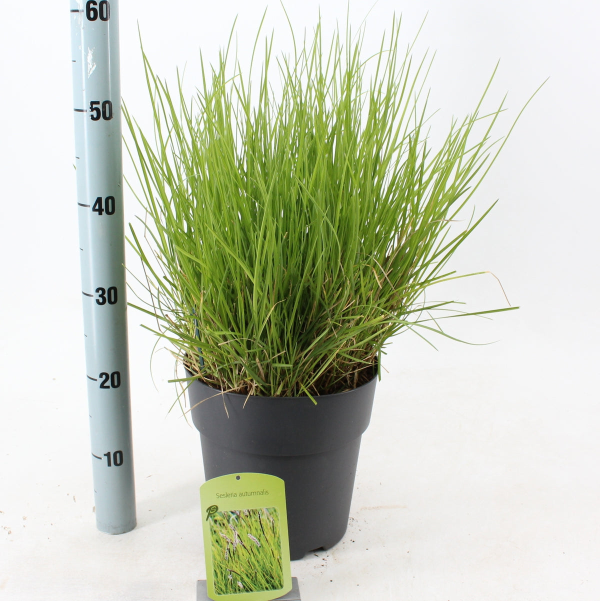 Panicum virgatum 70cm 23cm Pot