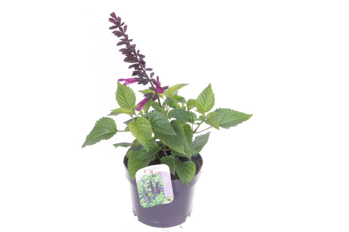 Salvia officinalis 45cm 17cm Pot