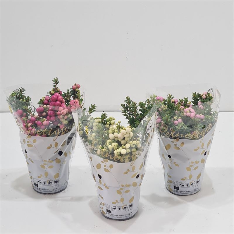 Gaultheria mucronata 15cm 10.5cm Pot