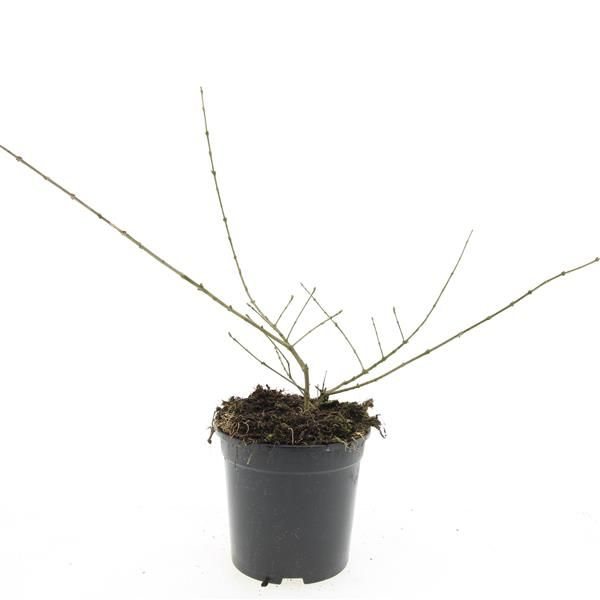 Ligustrum ibota Musli 10cm 14cm Pot