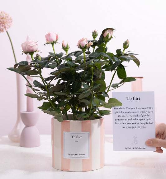Rosa Beau Monde light pink 28cm 12cm Pot