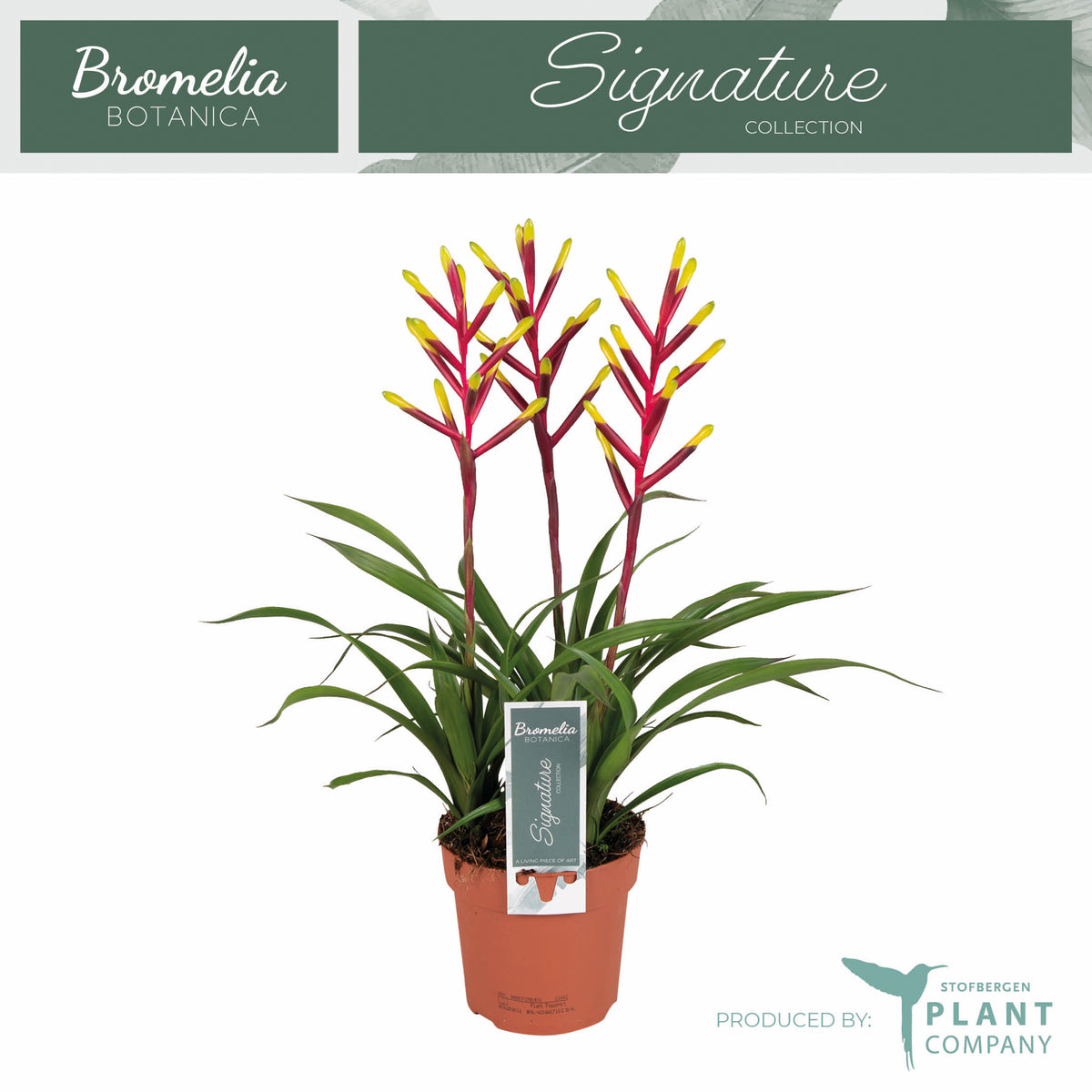 Guzmania Misty 45cm 12cm Pot