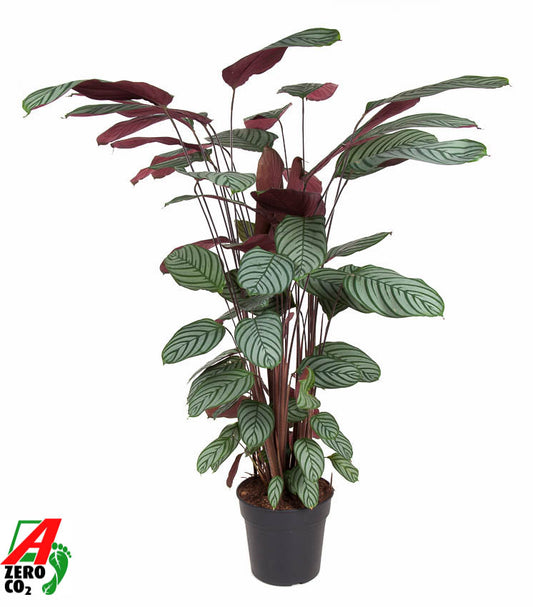 Ctenanthe oppenheimiana 140cm 27cm Pot