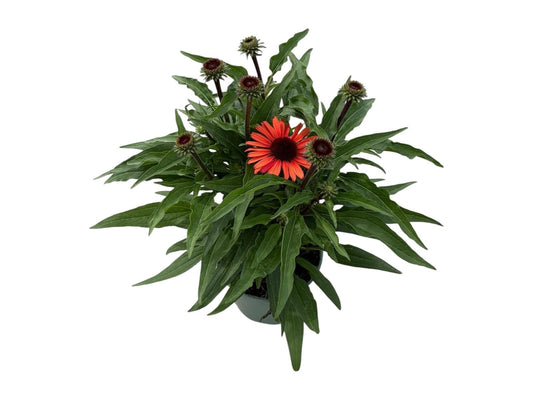 Echinacea SunSeekers Orange 45cm 17cm Pot