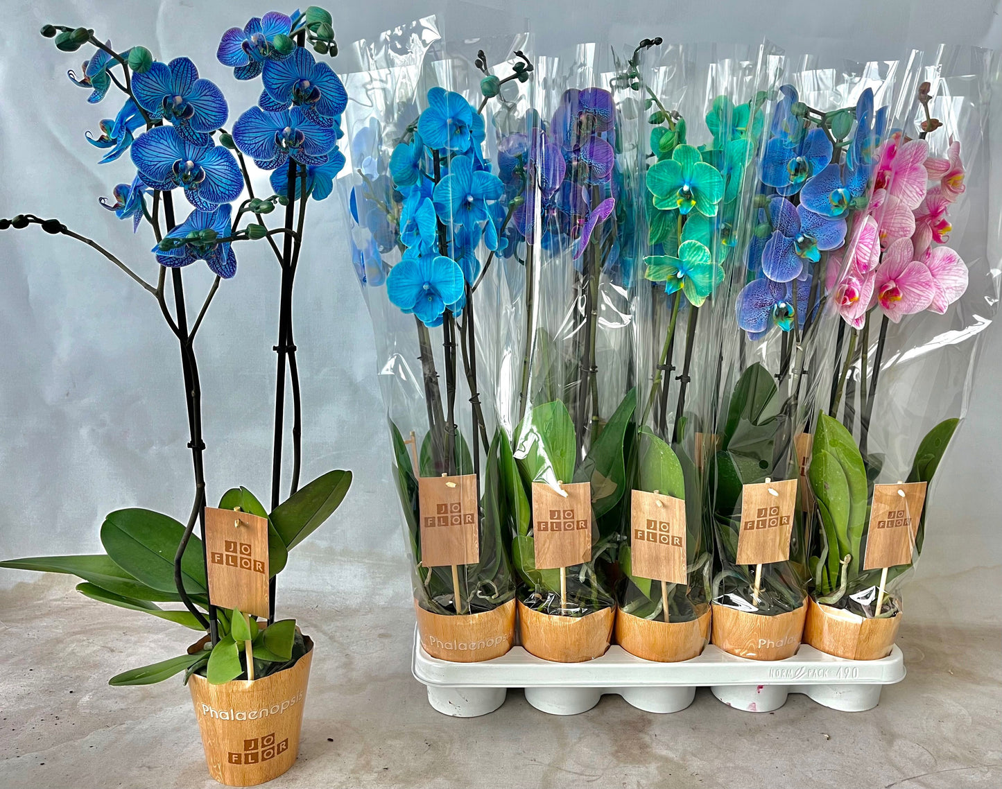 Phalaenopsis Magic/ Wonder mix 70cm 12cm Pot