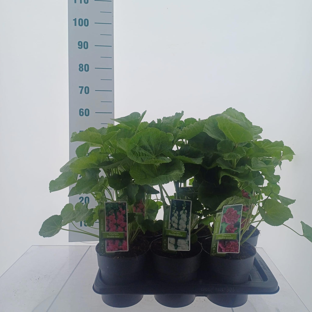 About Plants Zundert BV Alcea ros. Chater's Double Hybrids Pack of 1