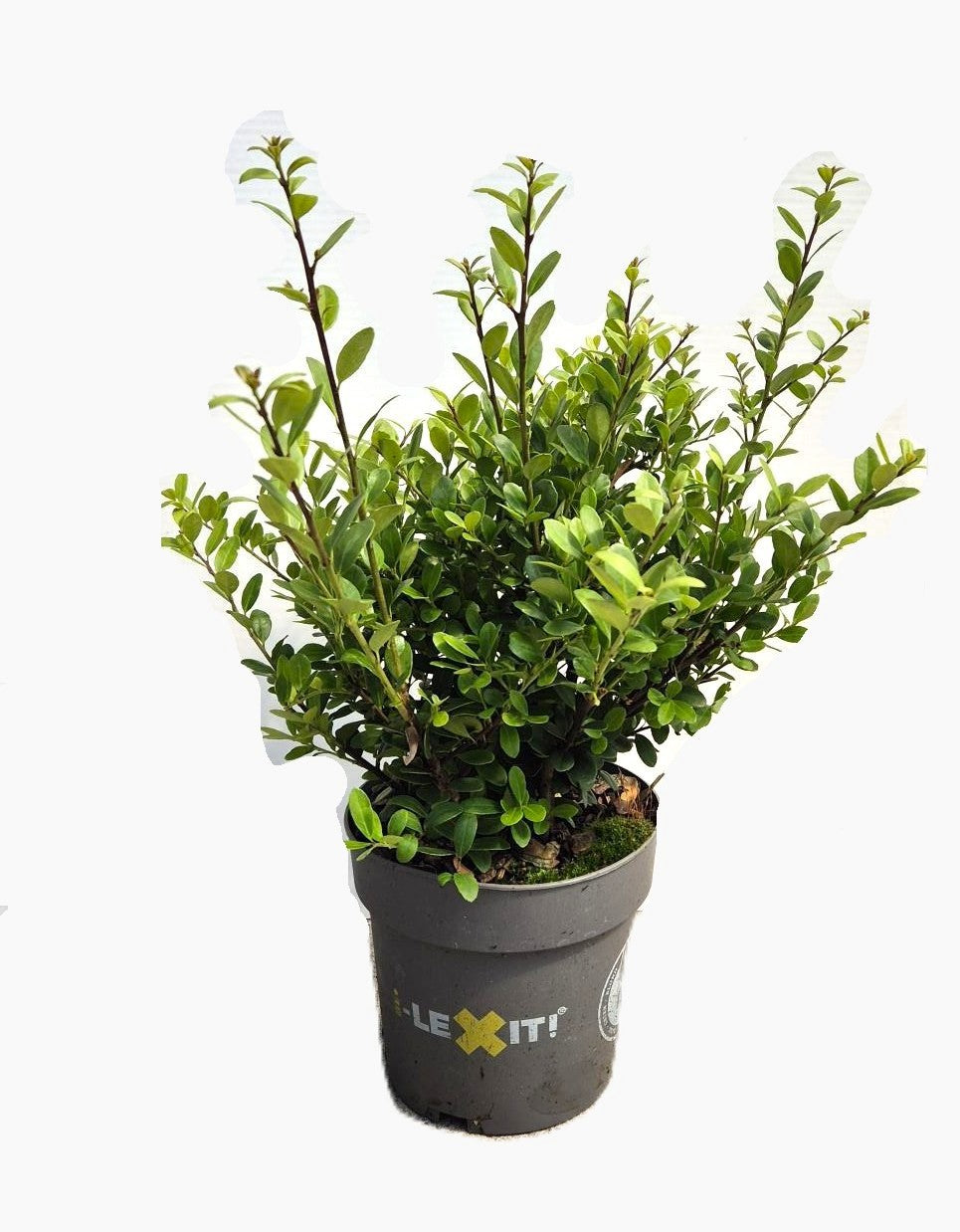 Ilex crenata Dark Green Bush 30cm 14cm Pot