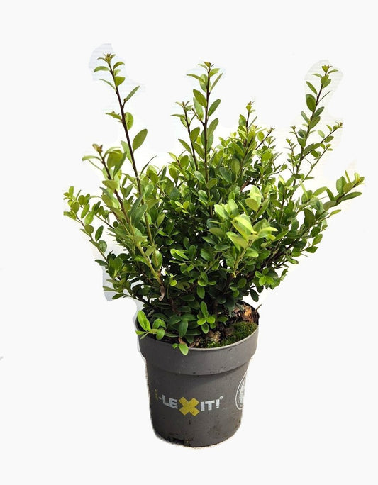 Ilex crenata Dark Green Bush 30cm 14cm Pot