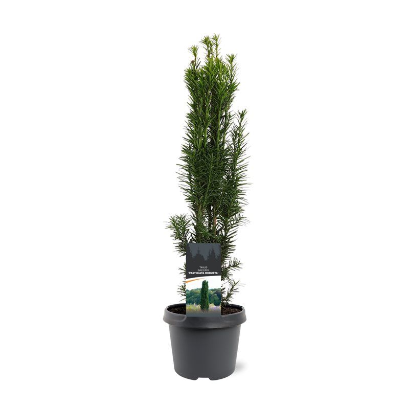 Taxus Fastigiata Robusta 55cm 19cm Pot