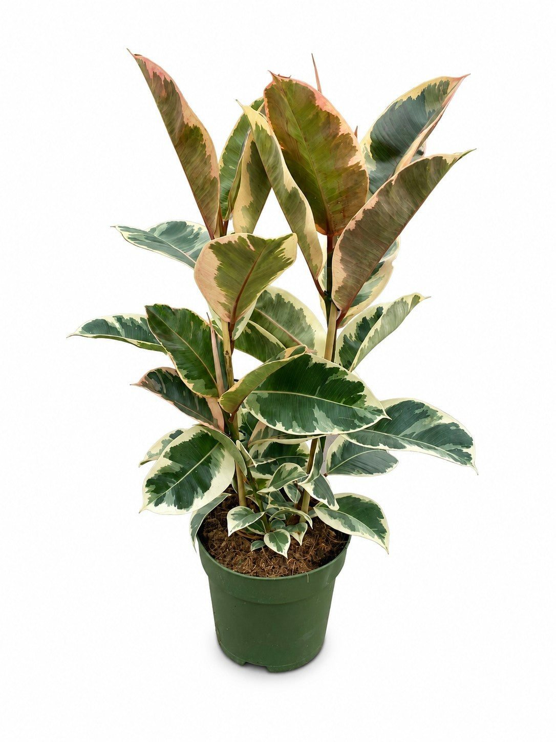 Ficus Tineke 80cm 21cm Pot