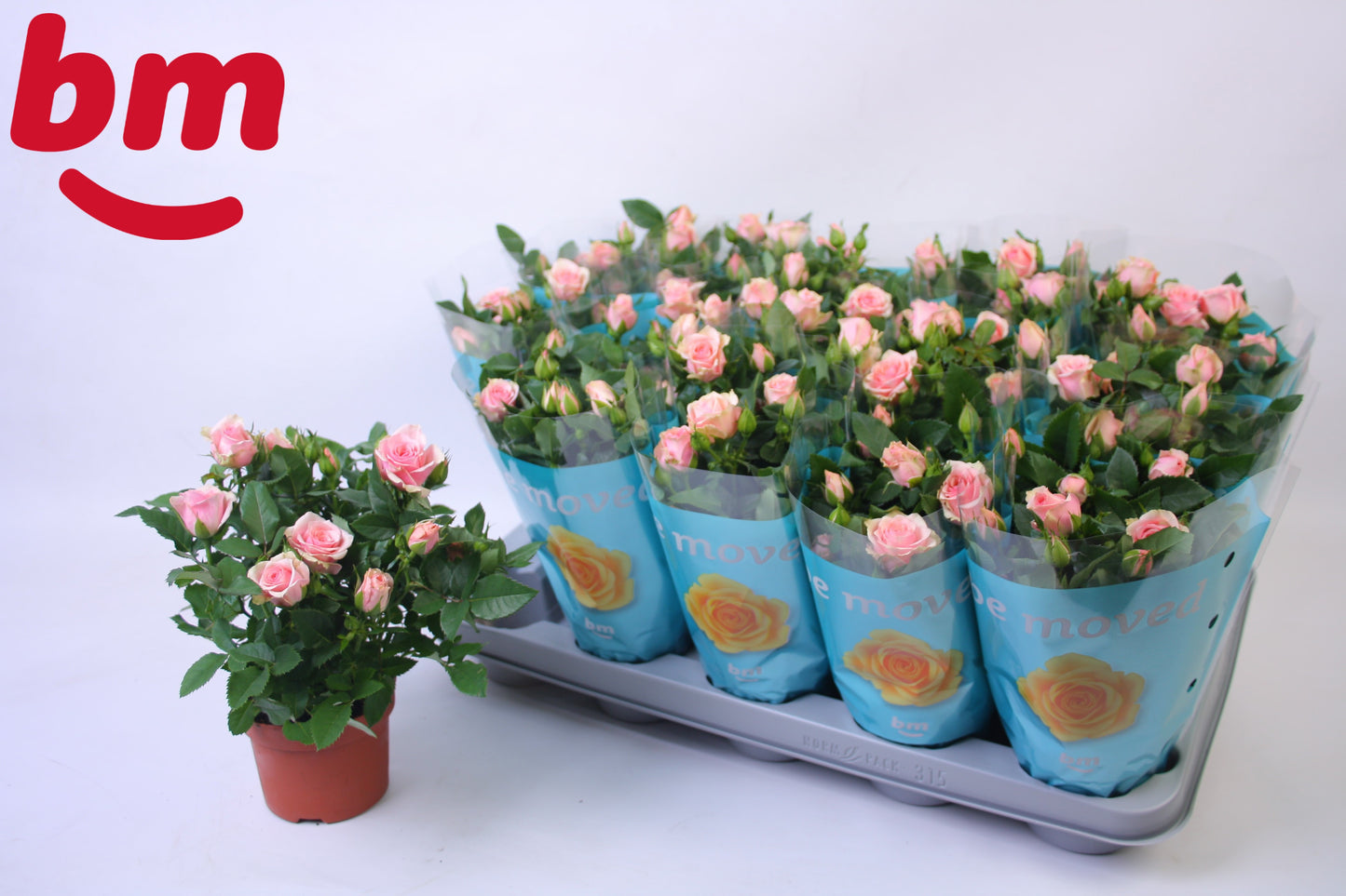 Rosa Jewel Baby 25cm 10.5cm Pot