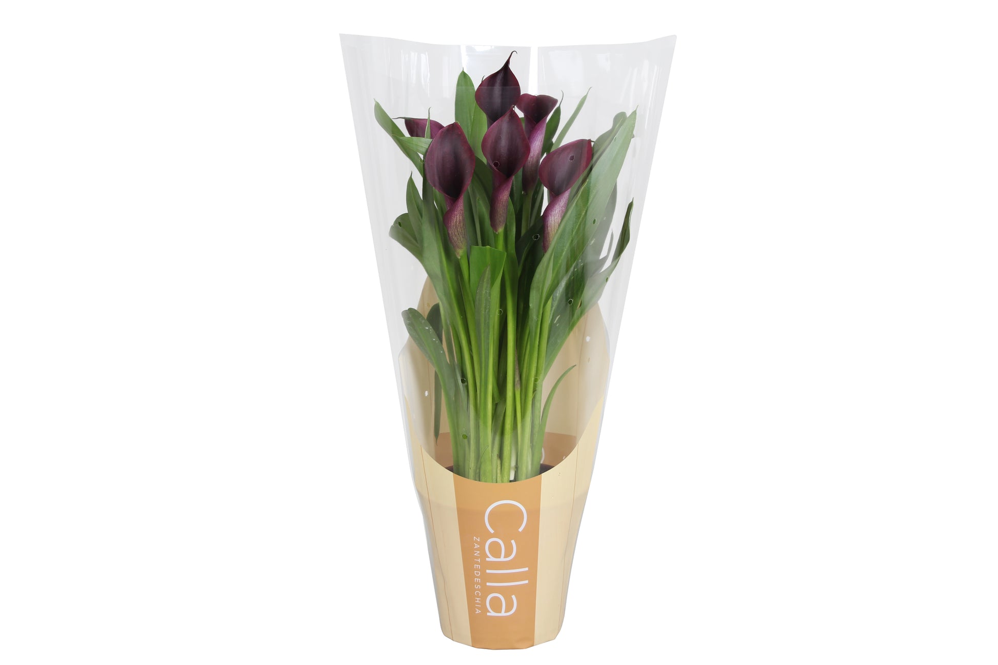 Zantedeschia Odessa 35cm 12cm Pot