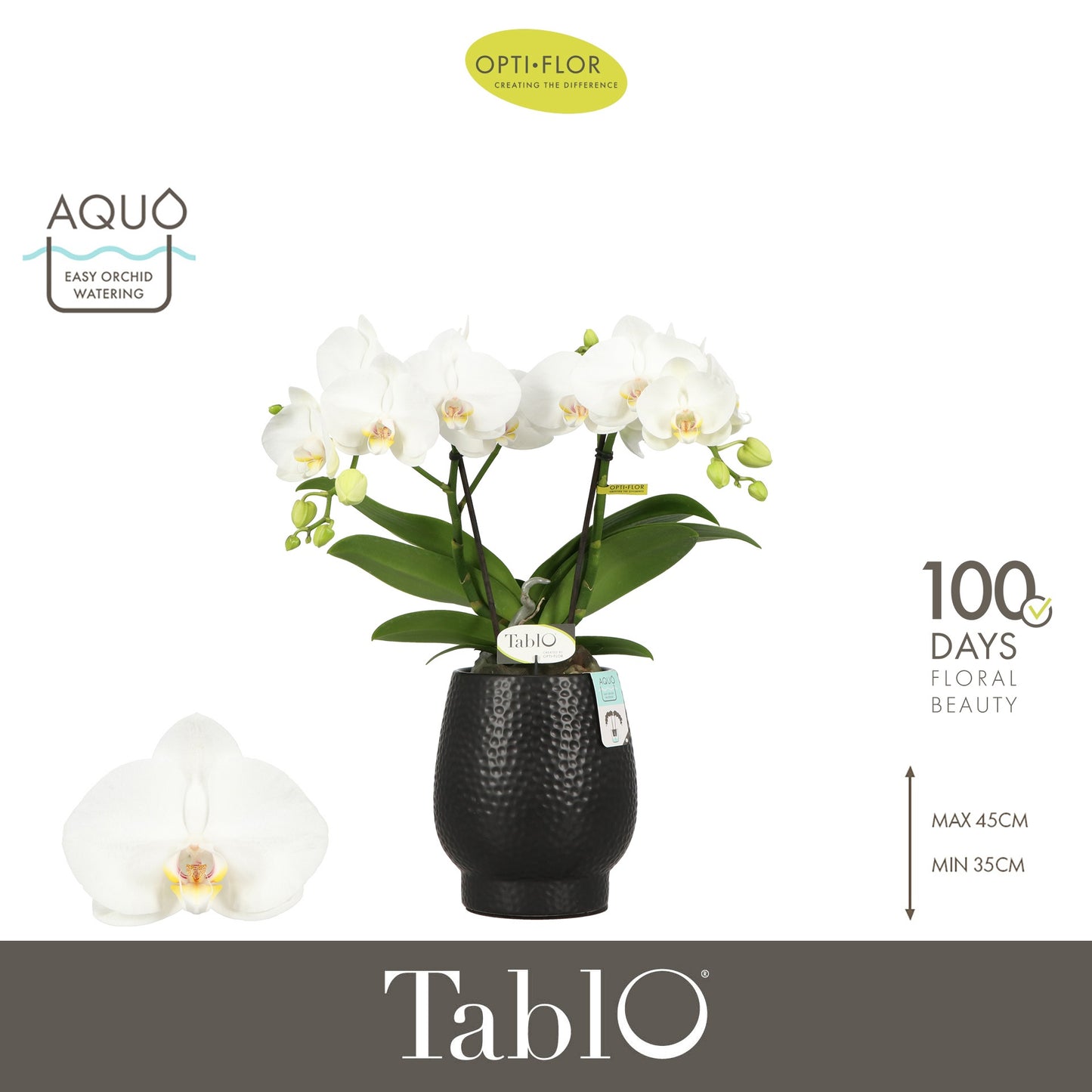 Phalaenopsis white 40cm 12cm Pot