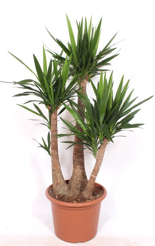 Yucca branched 160cm 45cm Pot