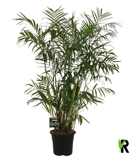 Chamaedorea seifrizii 200cm 32cm Pot