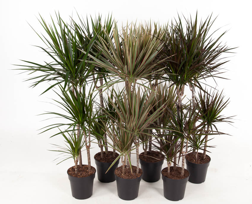 Dracaena mix 120cm 21cm Pot