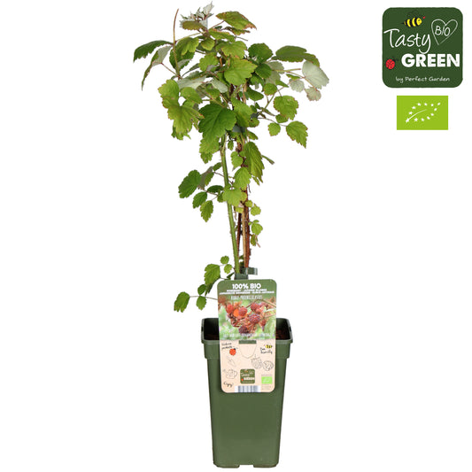 Rubus phoenicolasius (Japenese Wineberry) 50cm 19cm Pot