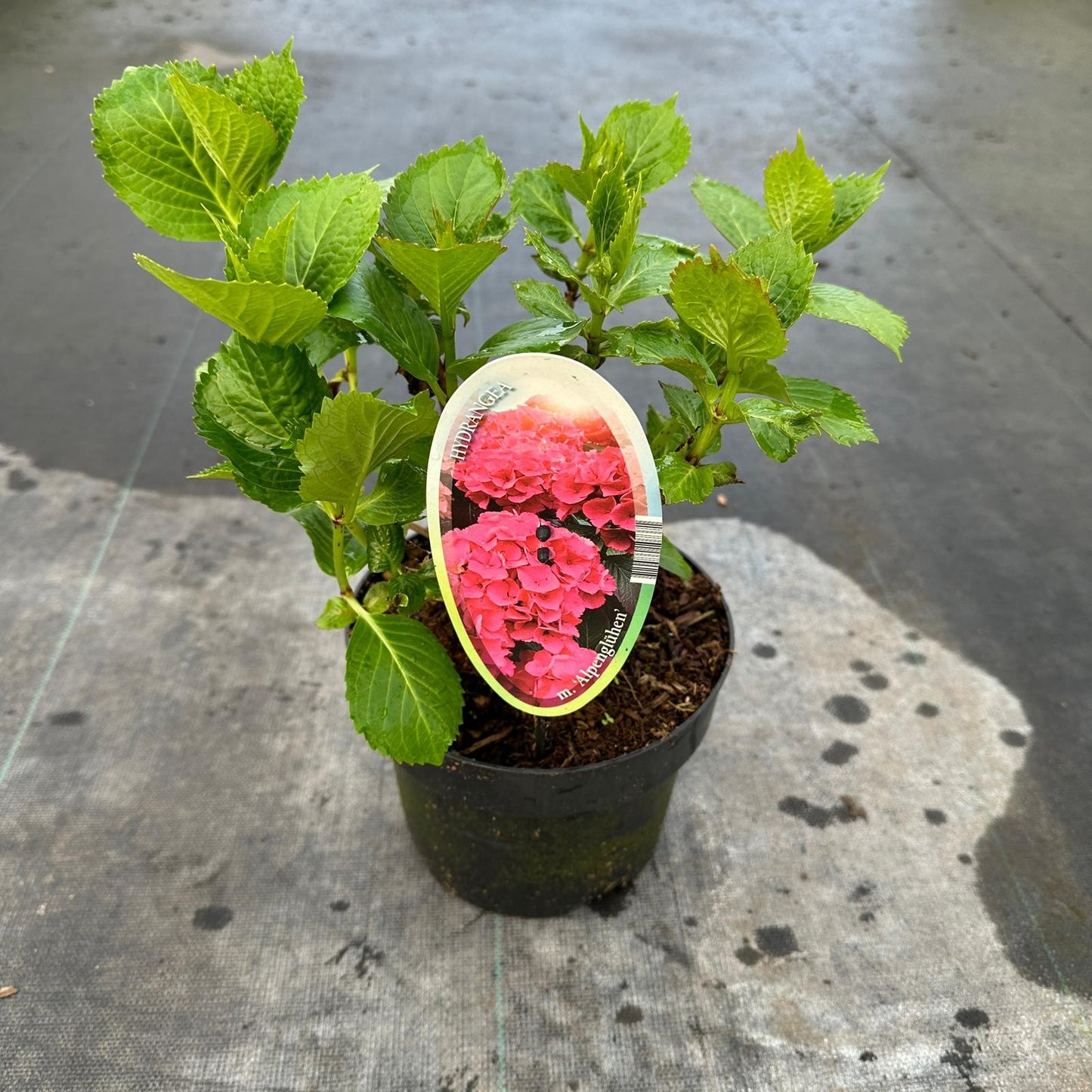 About Plants Zundert BV Hydrangea macr. Alpengluehen Pack of 1