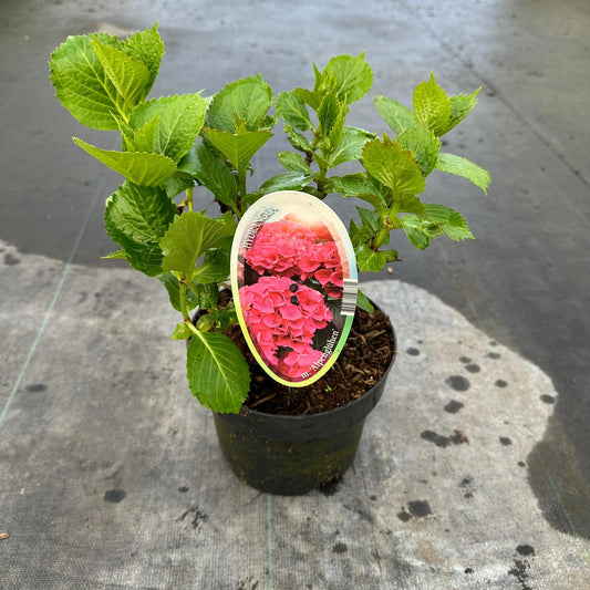 About Plants Zundert BV Hydrangea macr. Alpengluehen Pack of 1
