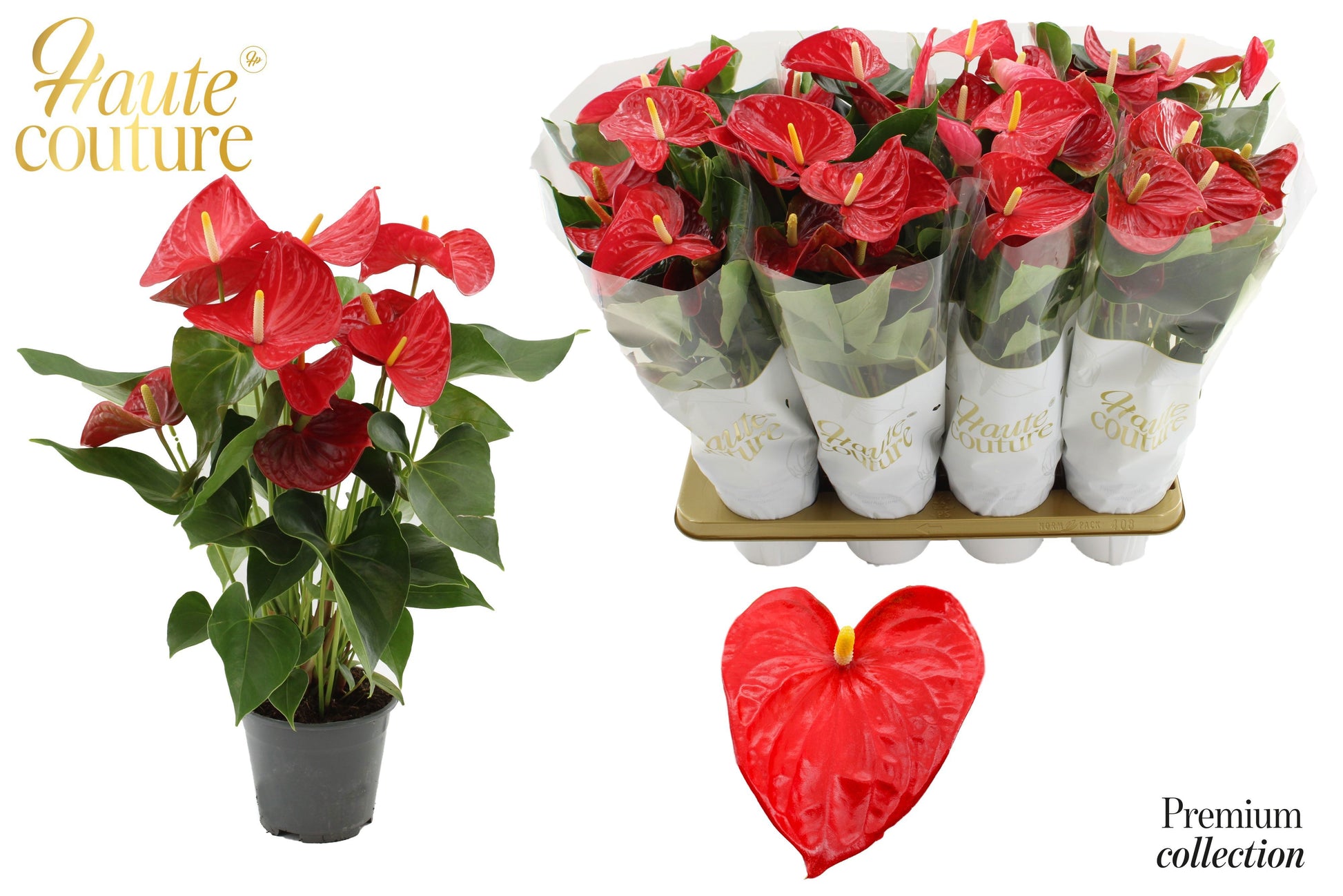 Anthurium Casparo 55cm 14cm Pot