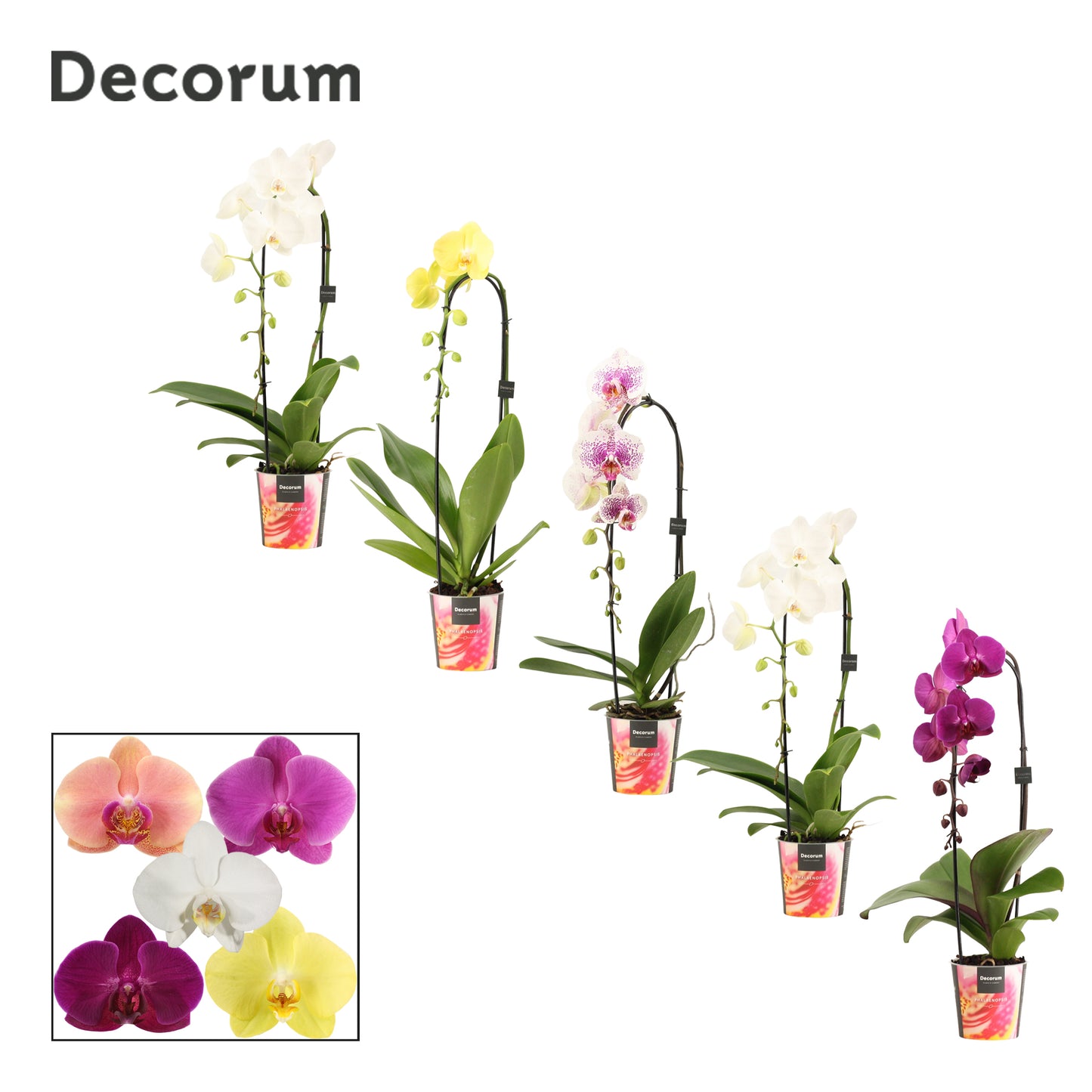Phalaenopsis cascade mix 50cm 12cm Pot