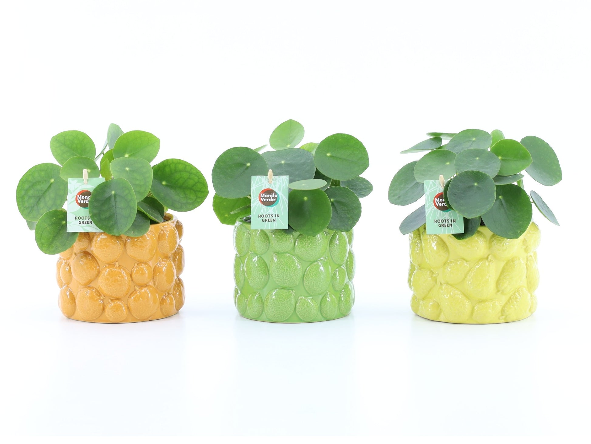 Pilea peperomioides 25cm 15cm Pot