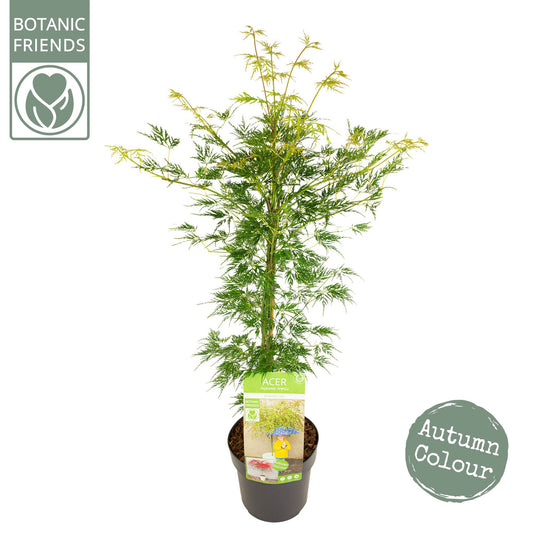 Acer Emerald Lace 65cm 19cm Pot