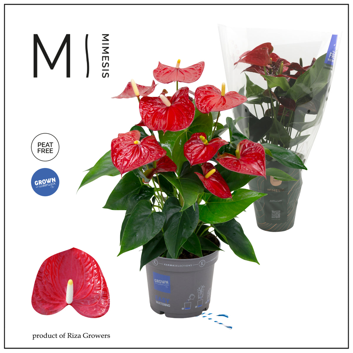 Anthurium Karma Red 60cm 17cm Pot