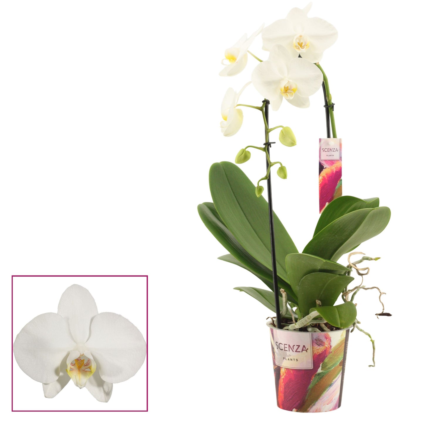 Duijn-Hove BV, kwekerij Phalaenopsis white cascade Pack of 6