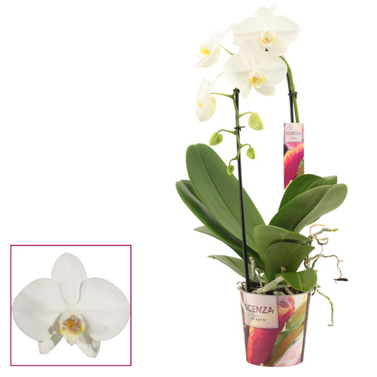 Duijn-Hove BV, kwekerij Phalaenopsis white cascade Pack of 6