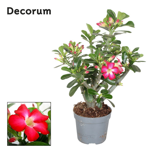Adenium Obe. Rood 40cm 13cm Pot