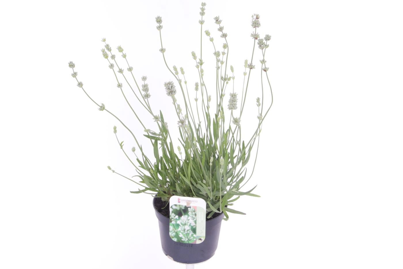 Lavandula angustifolia 40cm 13cm Pot
