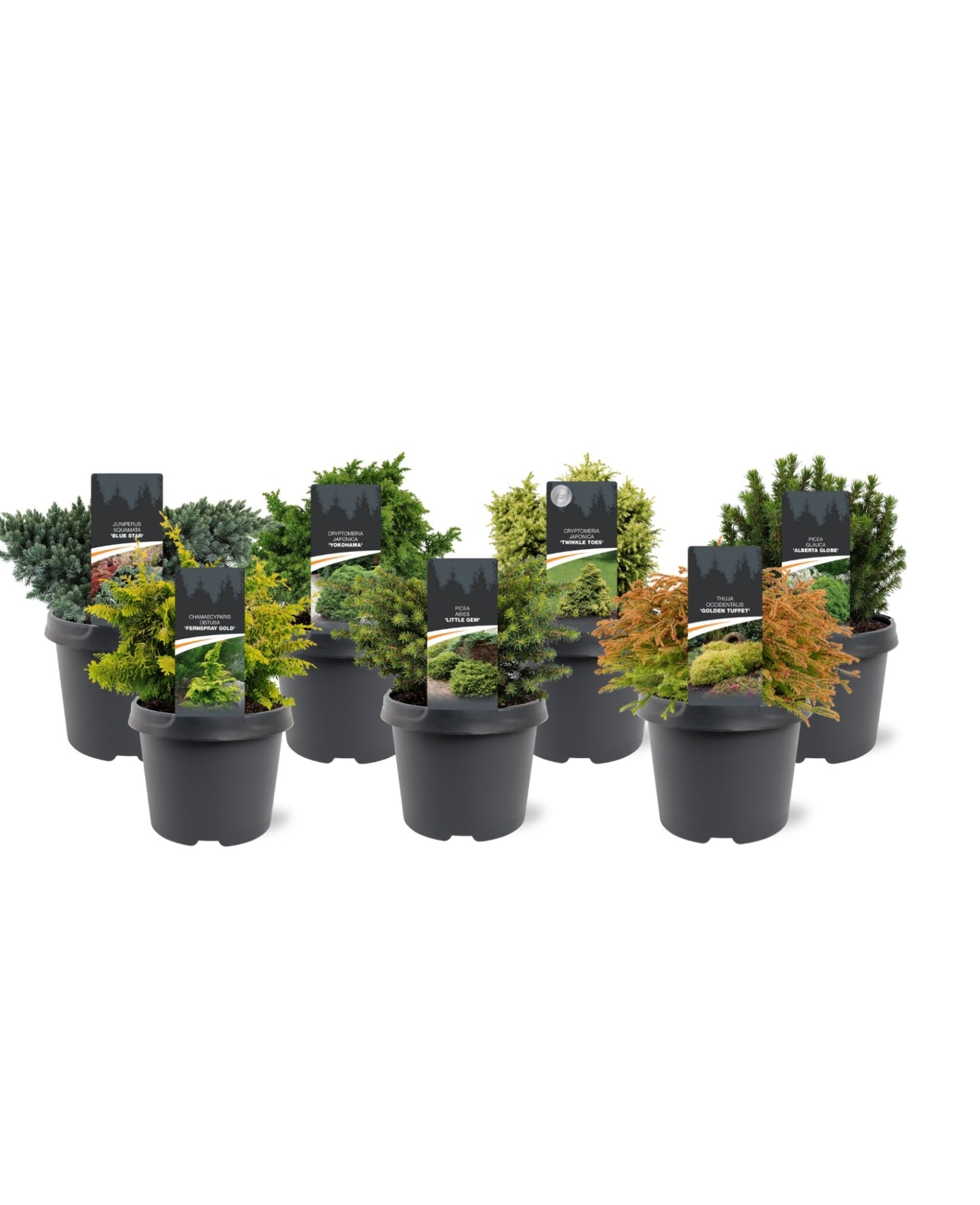 Conifer mix 30cm 19cm Pot