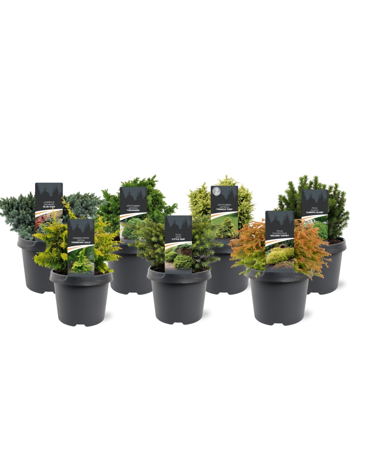 Conifer mix 30cm 19cm Pot