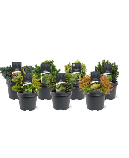 Conifer mix 30cm 19cm Pot