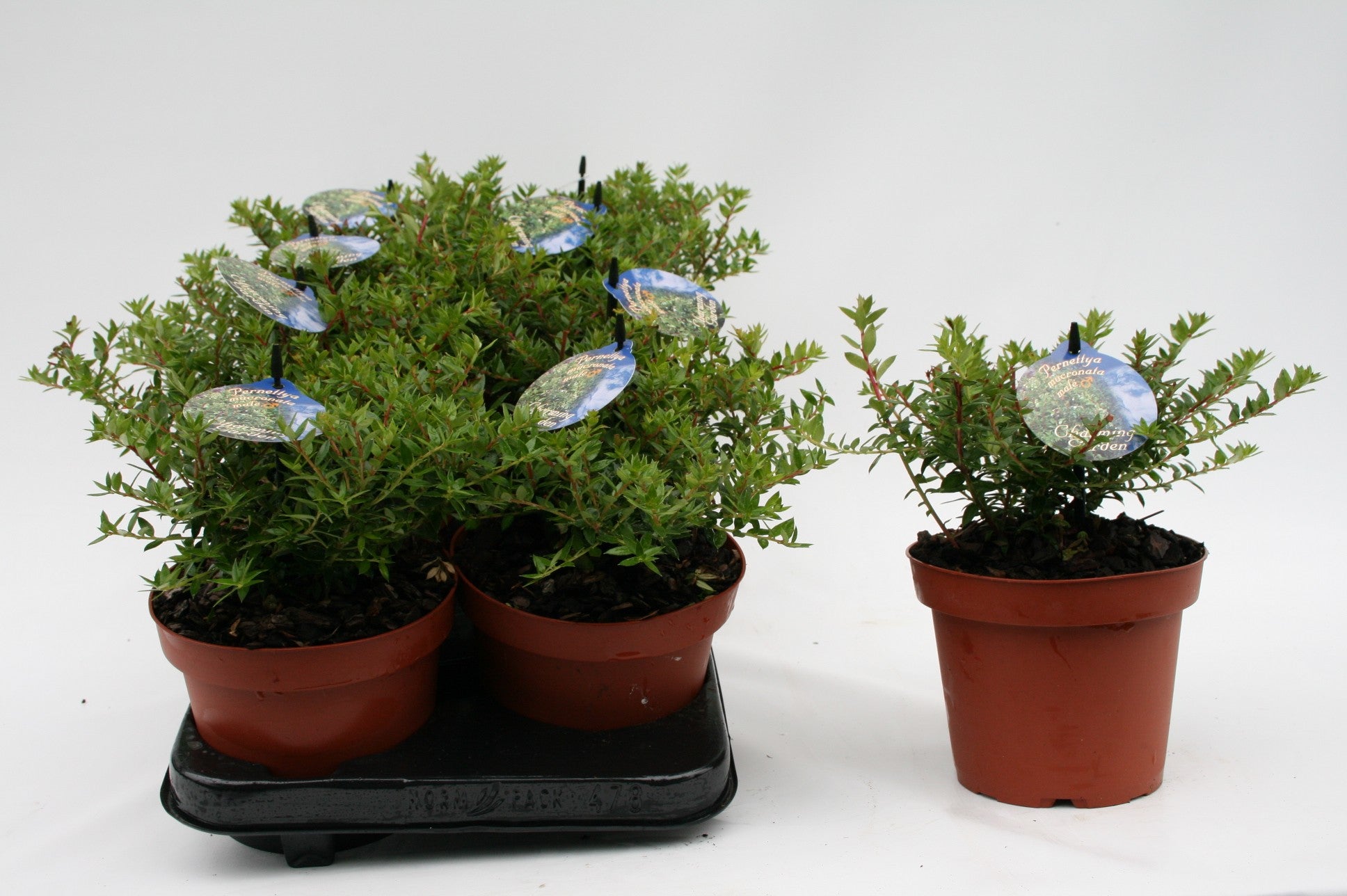 Gaultheria mucr. pink 20cm 14cm Pot