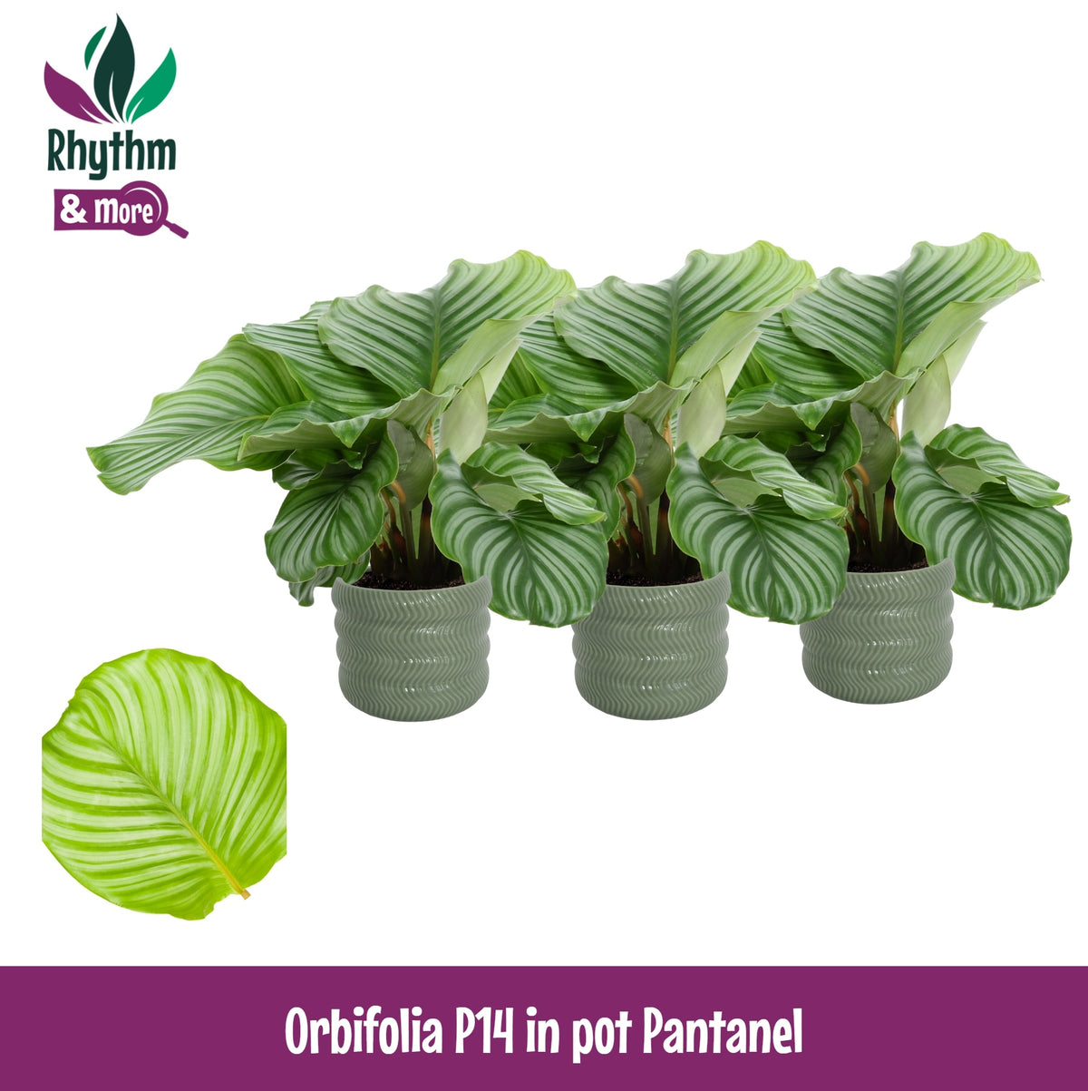 Calathea Orbifolia 45cm 14cm Pot